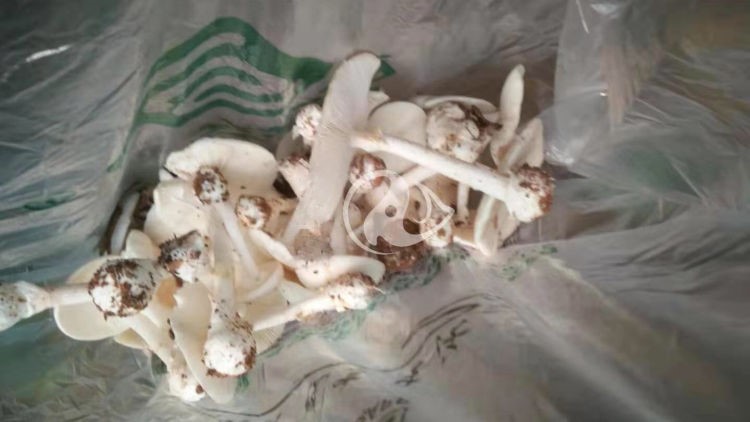 1.jpg W020210111379073958289.jpg