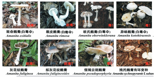 毒蘑菇.png W020210111379069572568.png